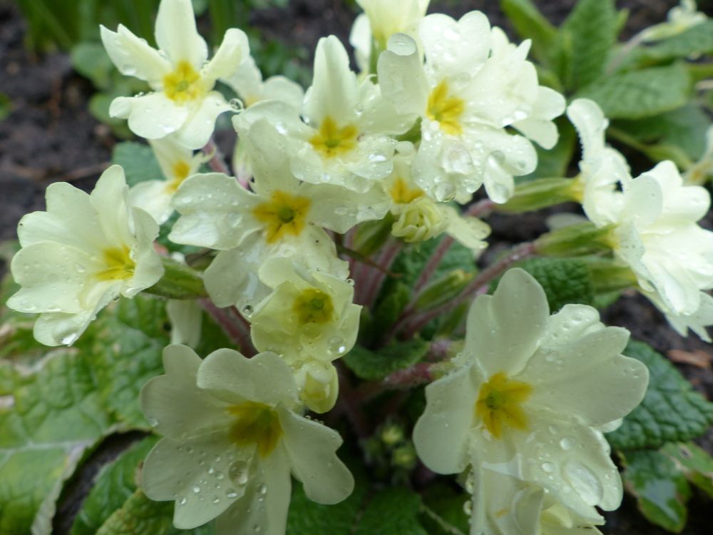 Photograph by Isabella Northrop