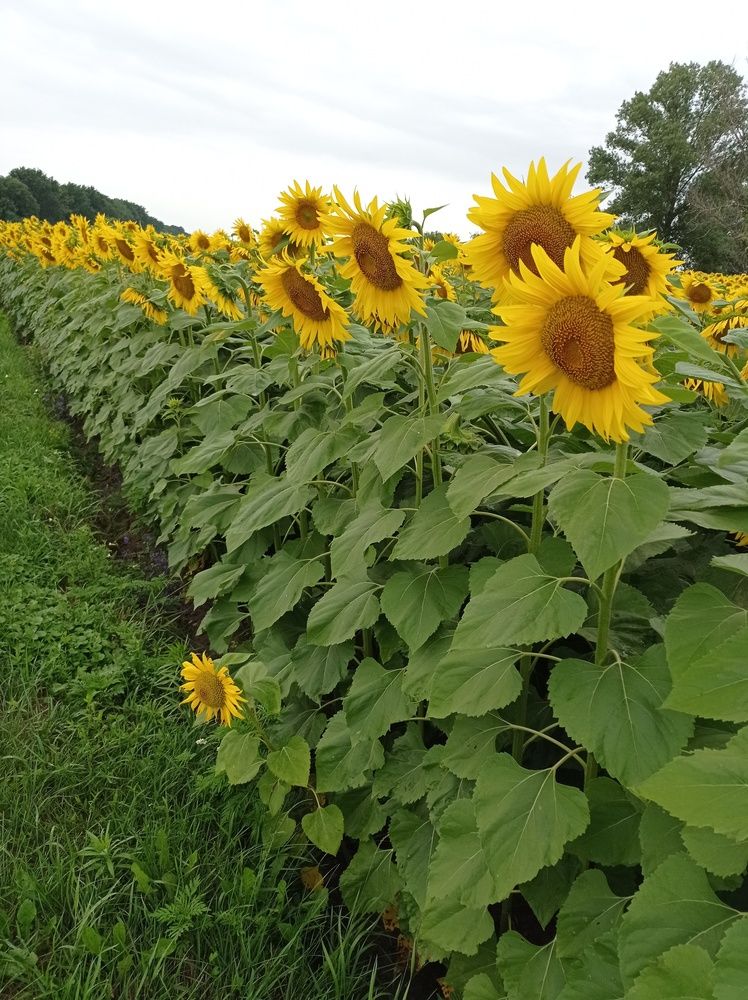 Photograph by Ирина Марченко