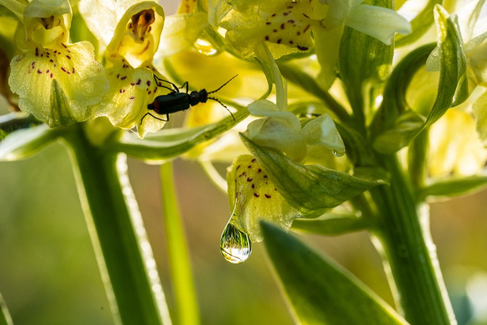 Фотография автора Julia A Caesar