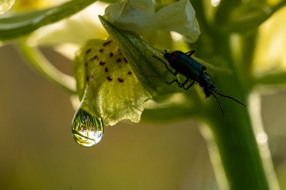 Фотография автора Julia A Caesar