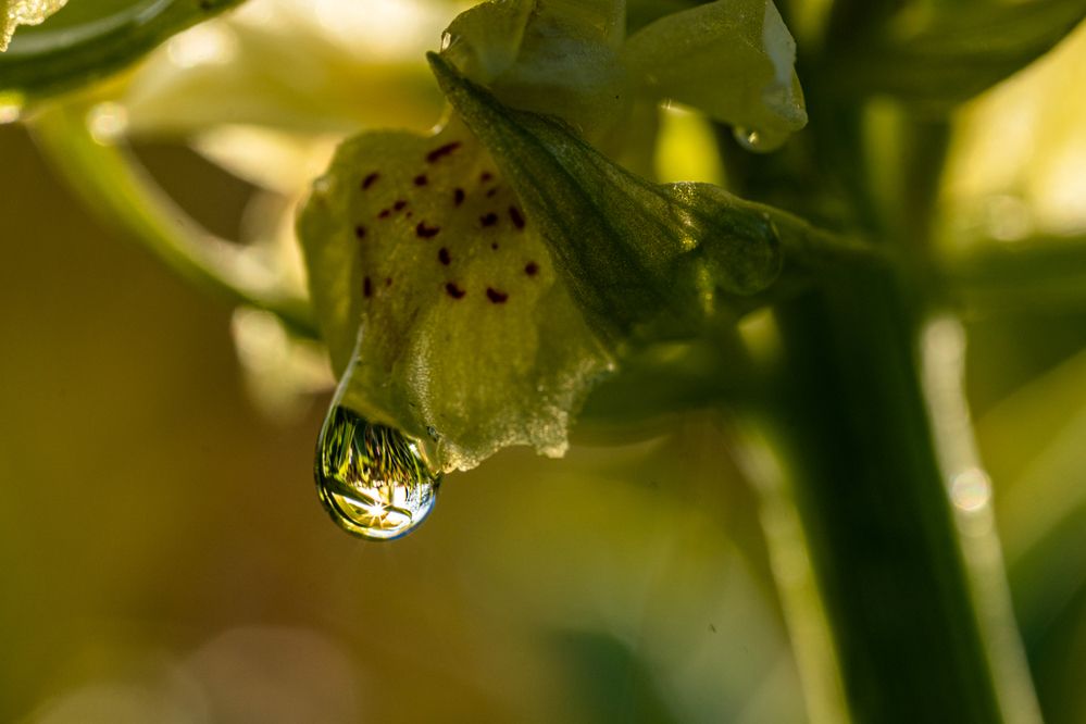 Фотография автора Julia A Caesar