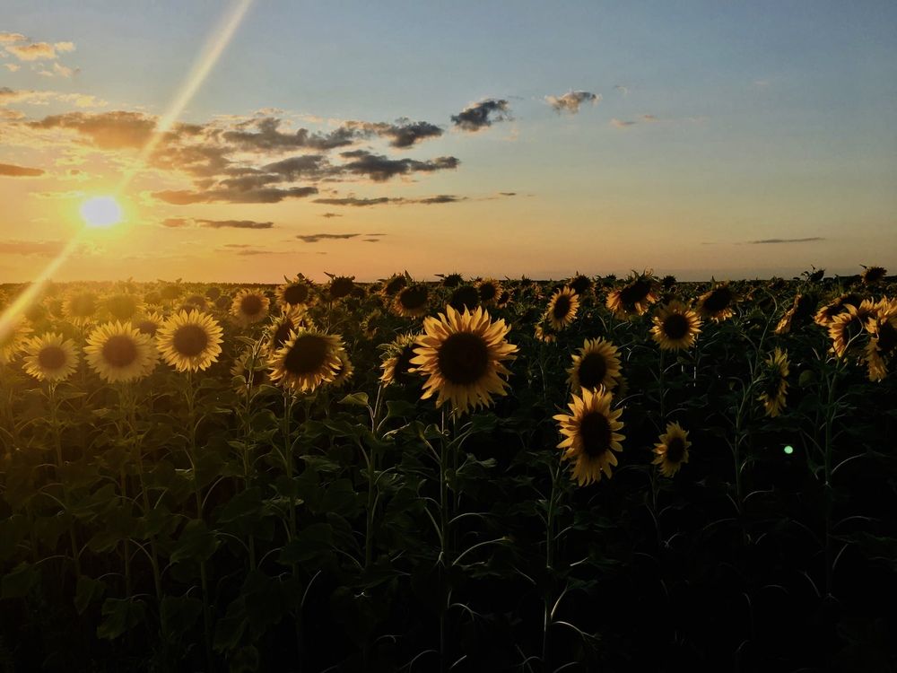 Фотография автора Ирина Левина