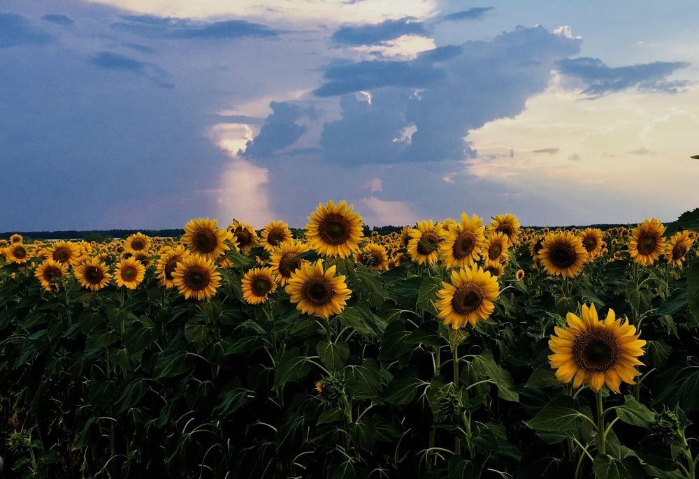 Фотография автора Ирина Левина