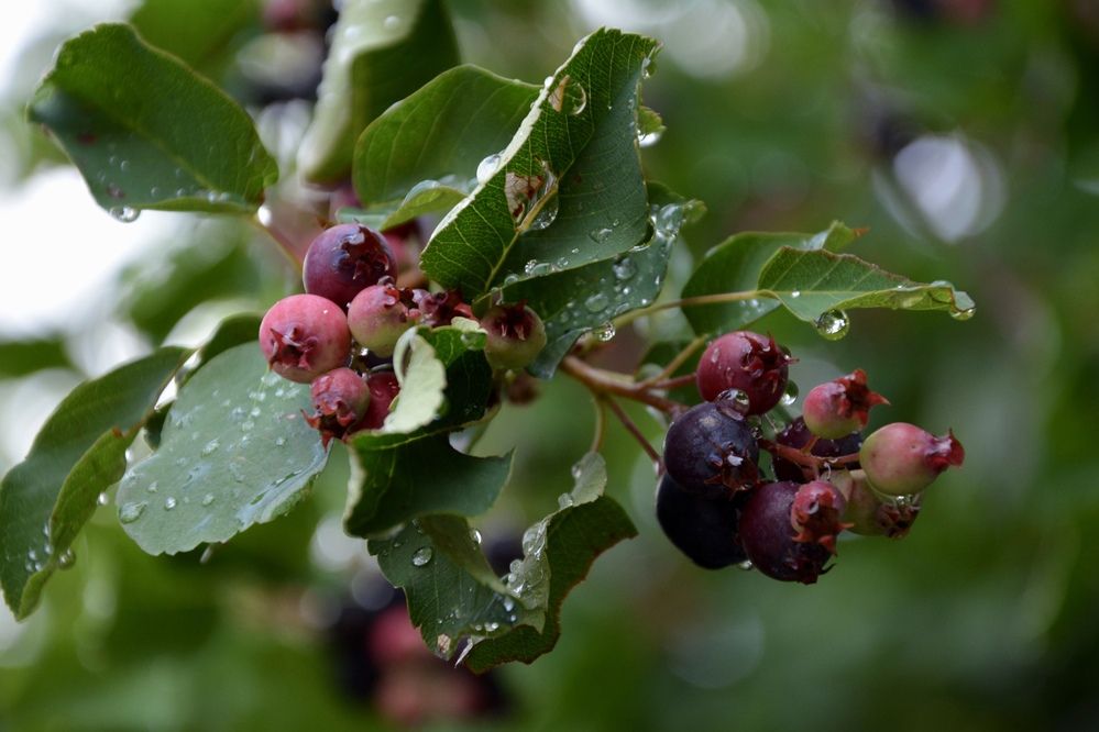 Photograph by OLGA LIZ