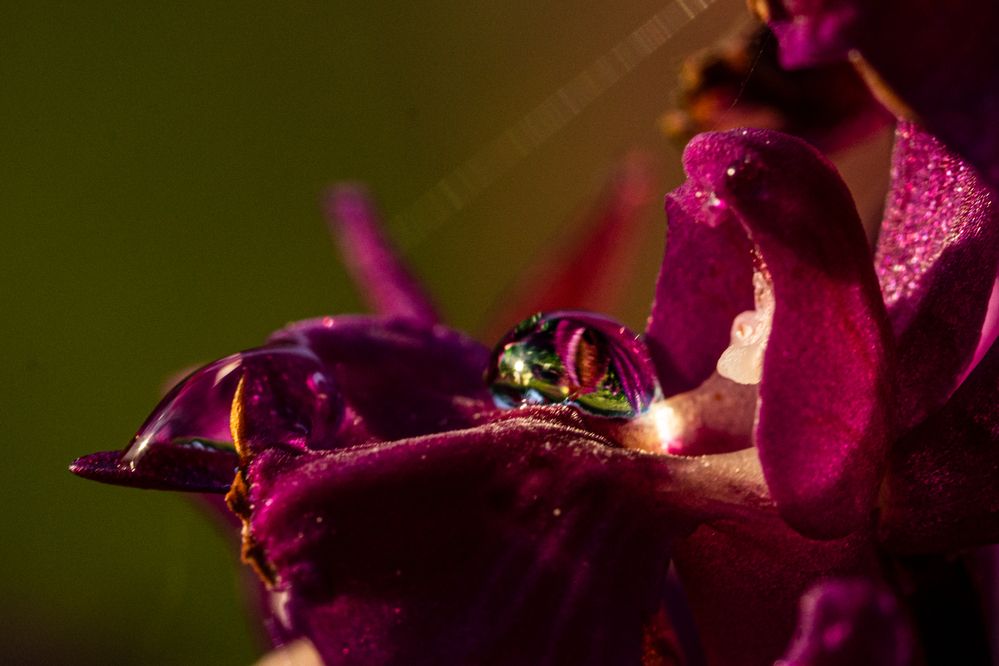 Фотография автора Julia A Caesar