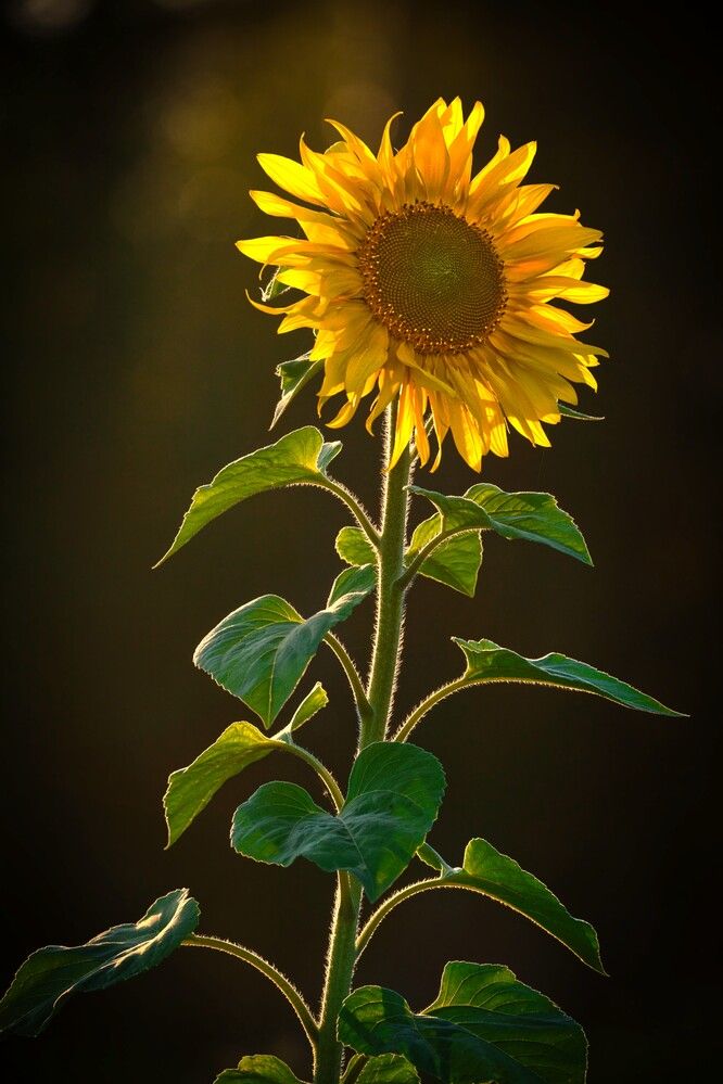 Photograph by Janis Serdienis