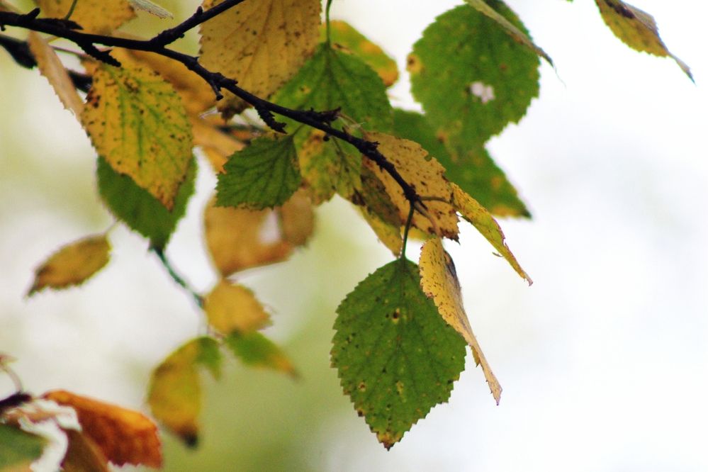 Photograph by Лилия Мархинина