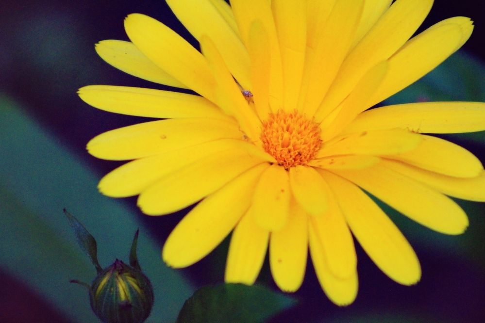 Photograph by Лилия Мархинина