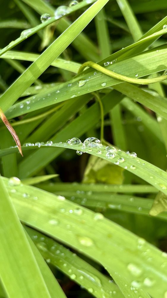 Photograph by OLGA LIZ