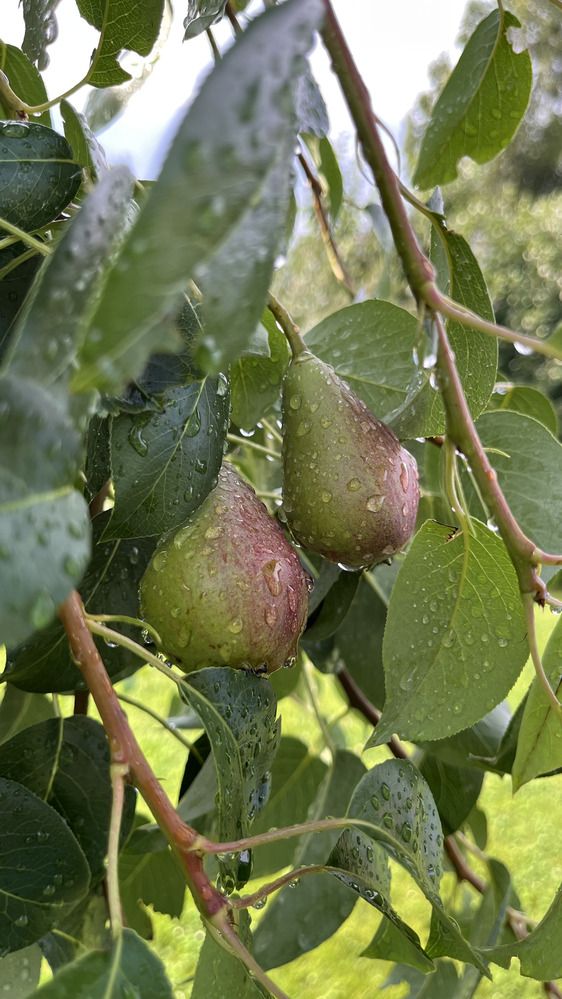 Photograph by OLGA LIZ