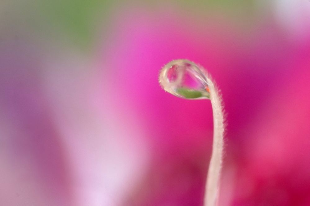 Photograph by Guillermo Topp