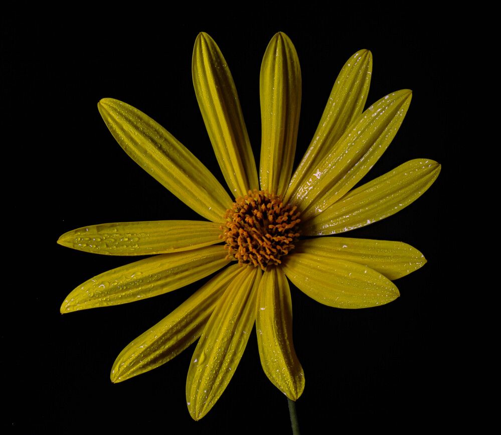 Photograph by Amar Chachoua