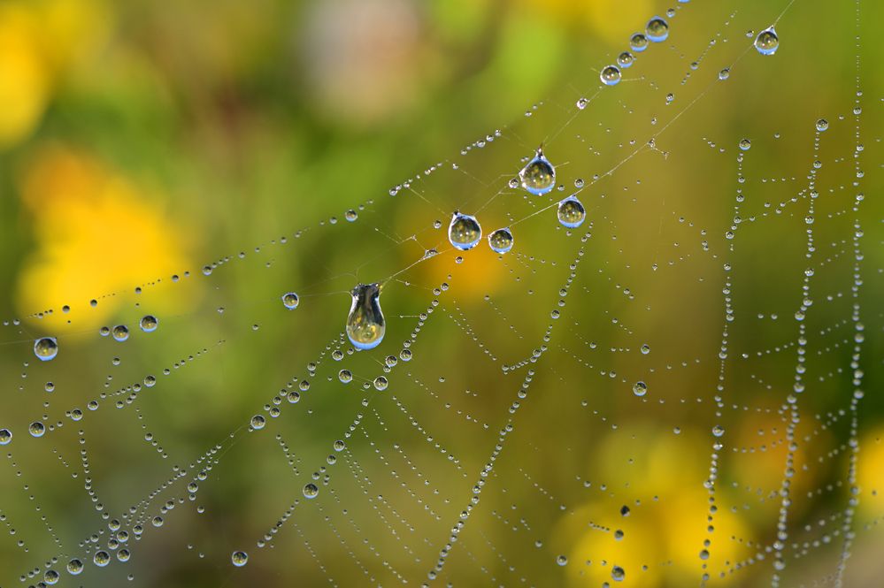 Паутинка с каплями росы