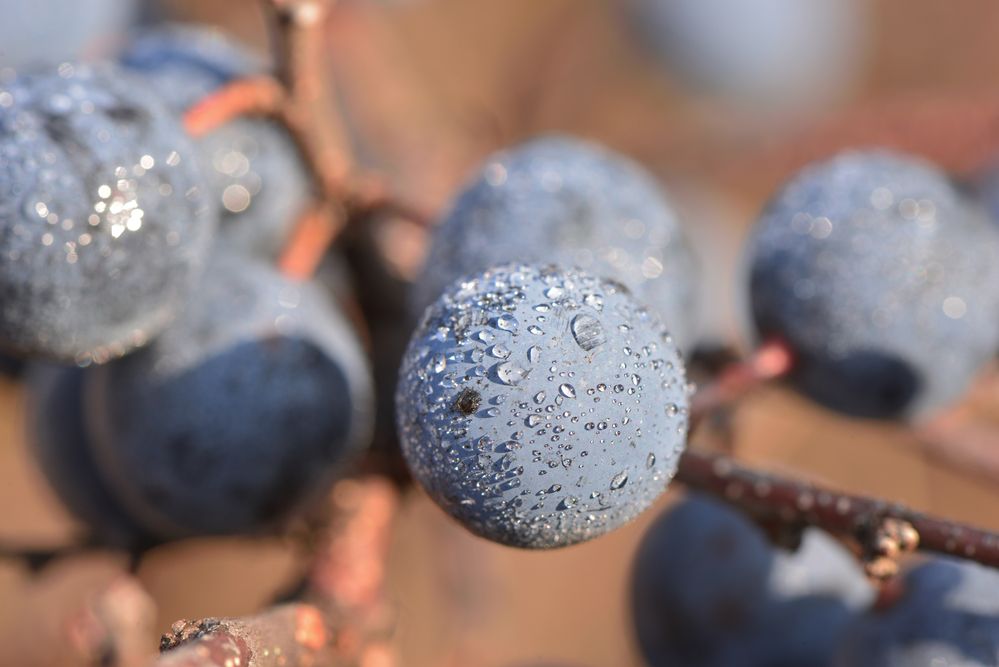 Утро с росой