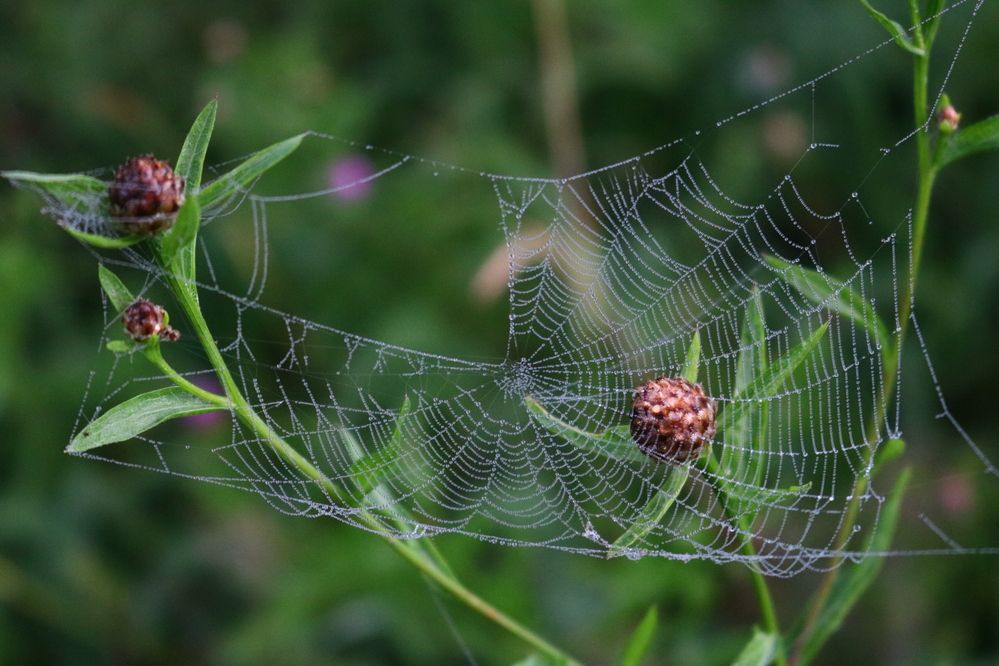 Photograph by Светлана Шуткова