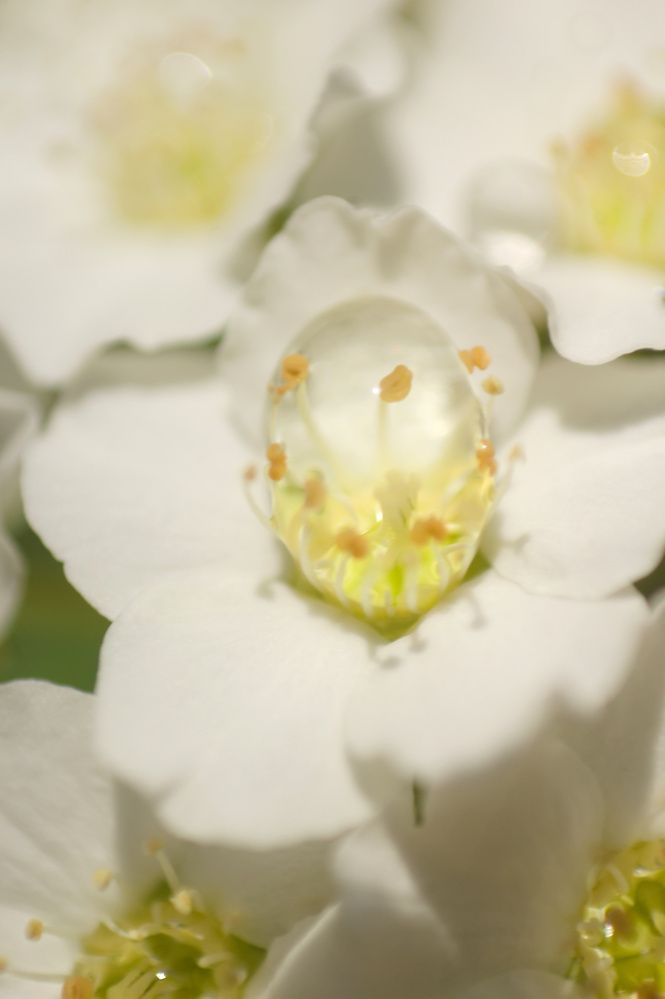 Photograph by Guillermo Topp