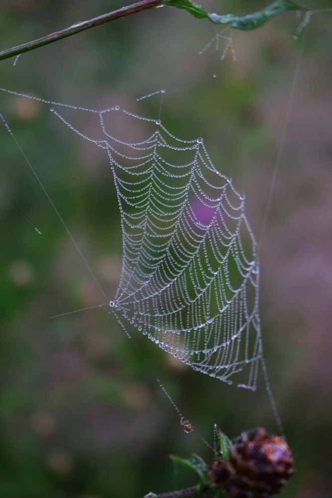 Photograph by Светлана Шуткова