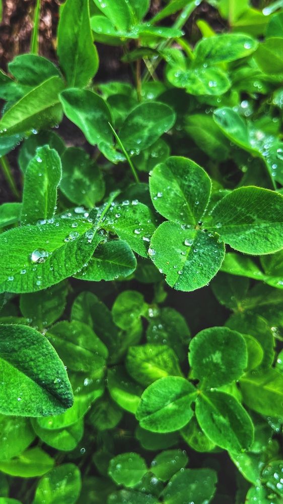 Photograph by OLGA LIZ