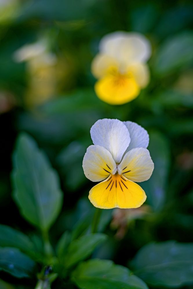 Photograph by Михаил Косолапов