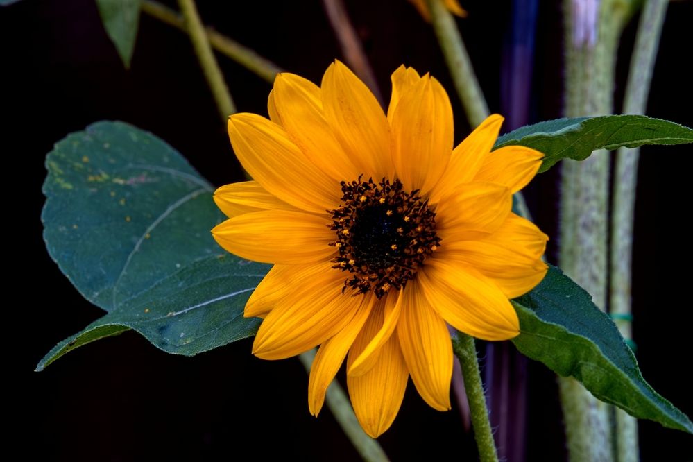 Photograph by Михаил Косолапов