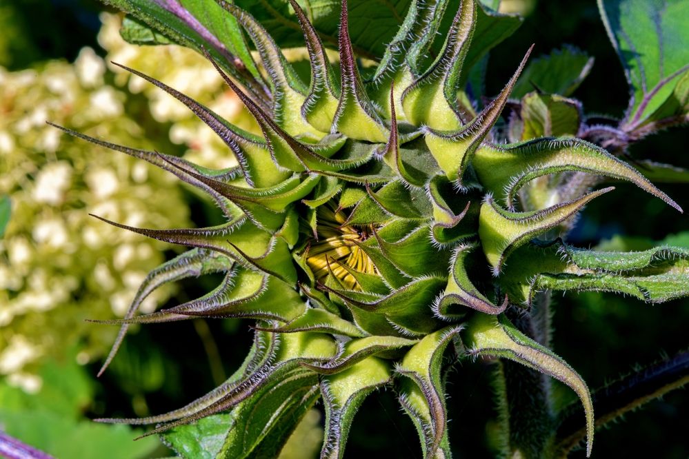 Photograph by Михаил Косолапов