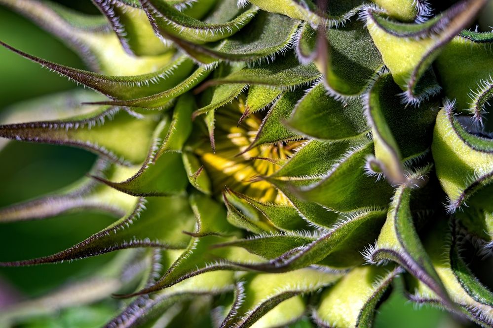 Photograph by Михаил Косолапов