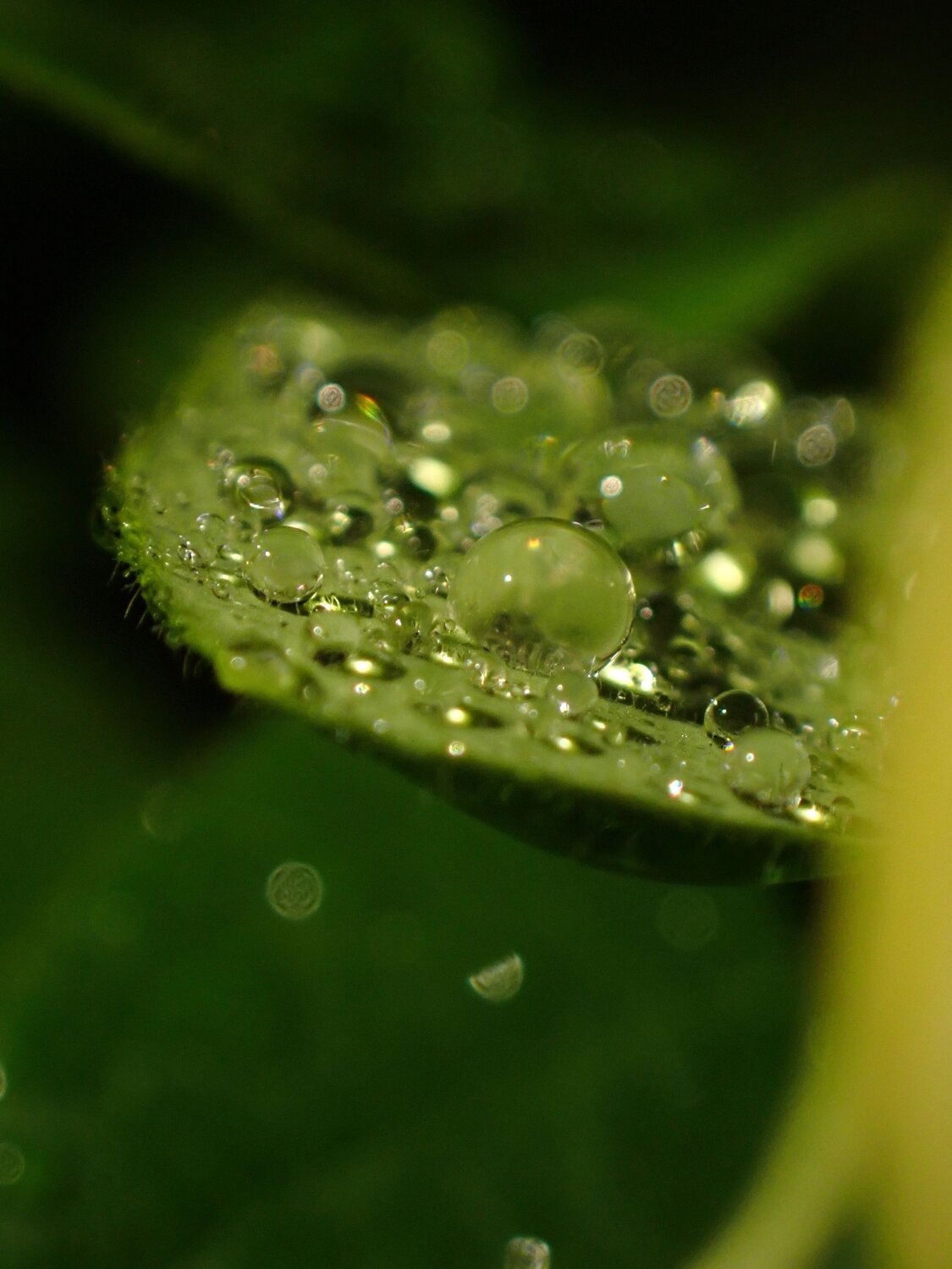 Photo #12606467