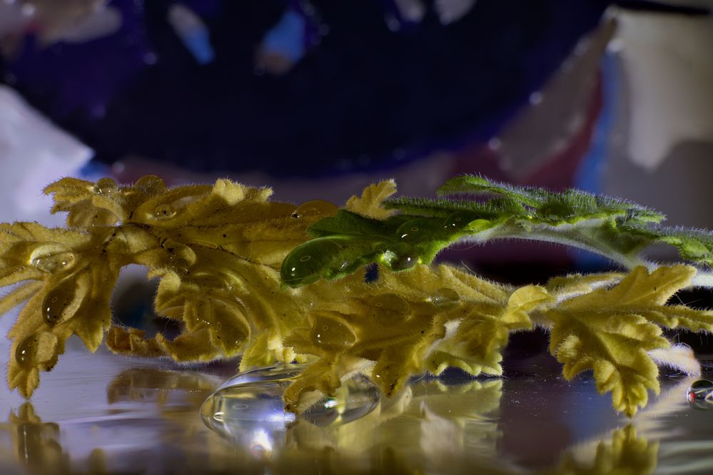 Photograph by Igor Maksimenko