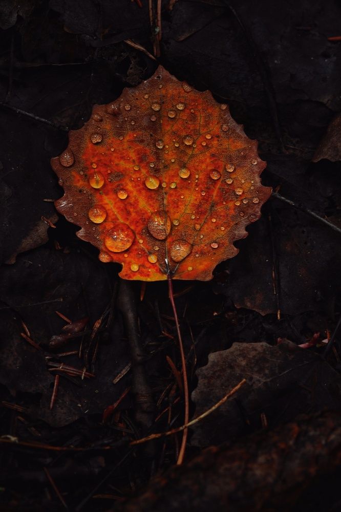 Photograph by Микрокосмос Владимир