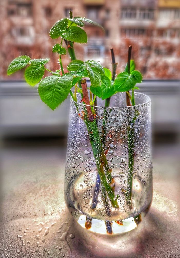 Photograph by Алла Холодова