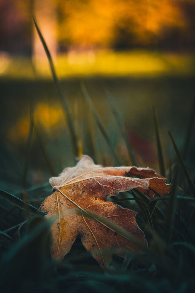 Photograph by Татьяна Иванеева
