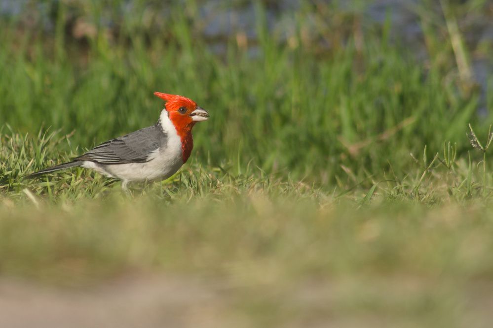 Cardenal Copete Rojo