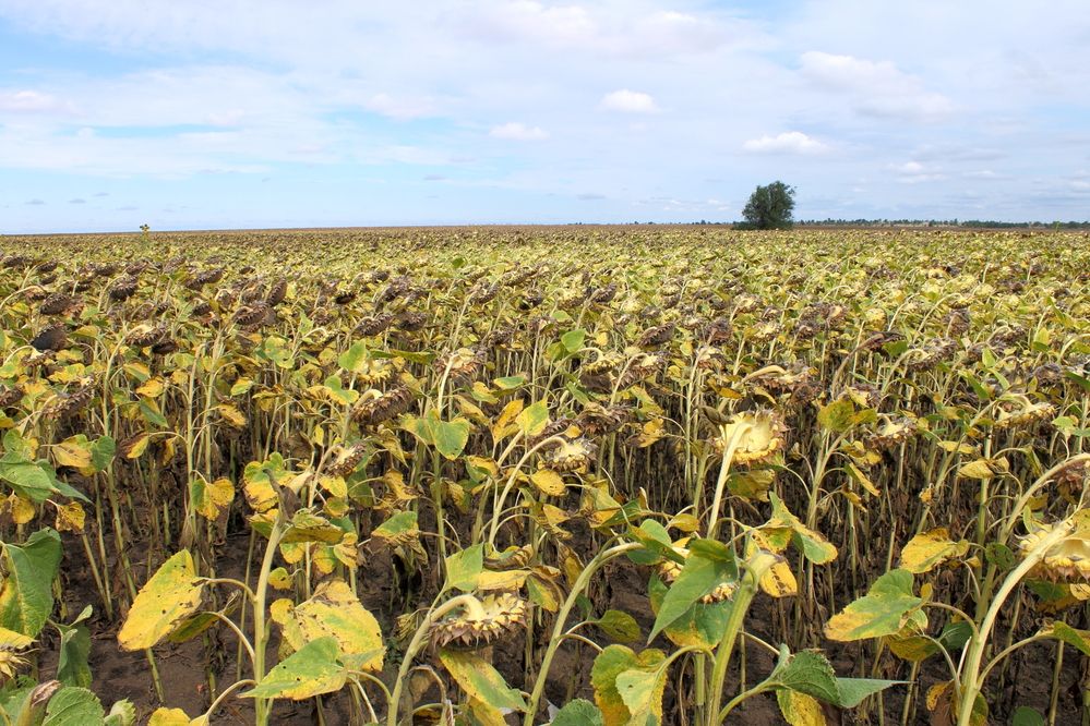 Photograph by Юрий Варюхин