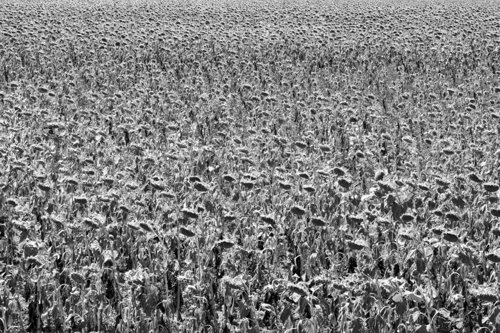 Photograph by Dimitri Bakhtadze