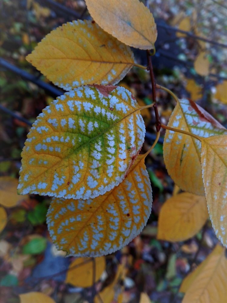 Photograph by Светлана Ищенко