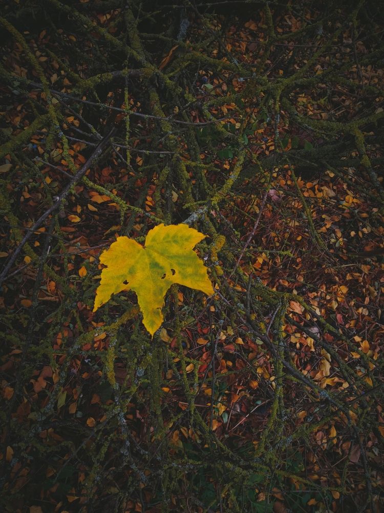 Photograph by Светлана Ищенко