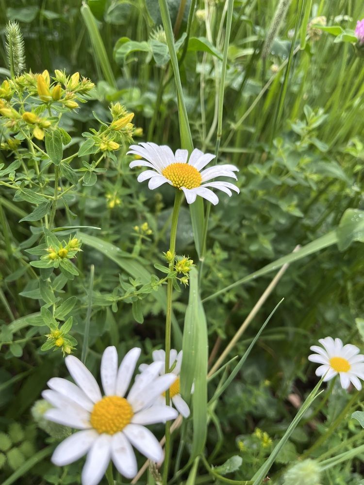 Фотография автора Светлана Милова