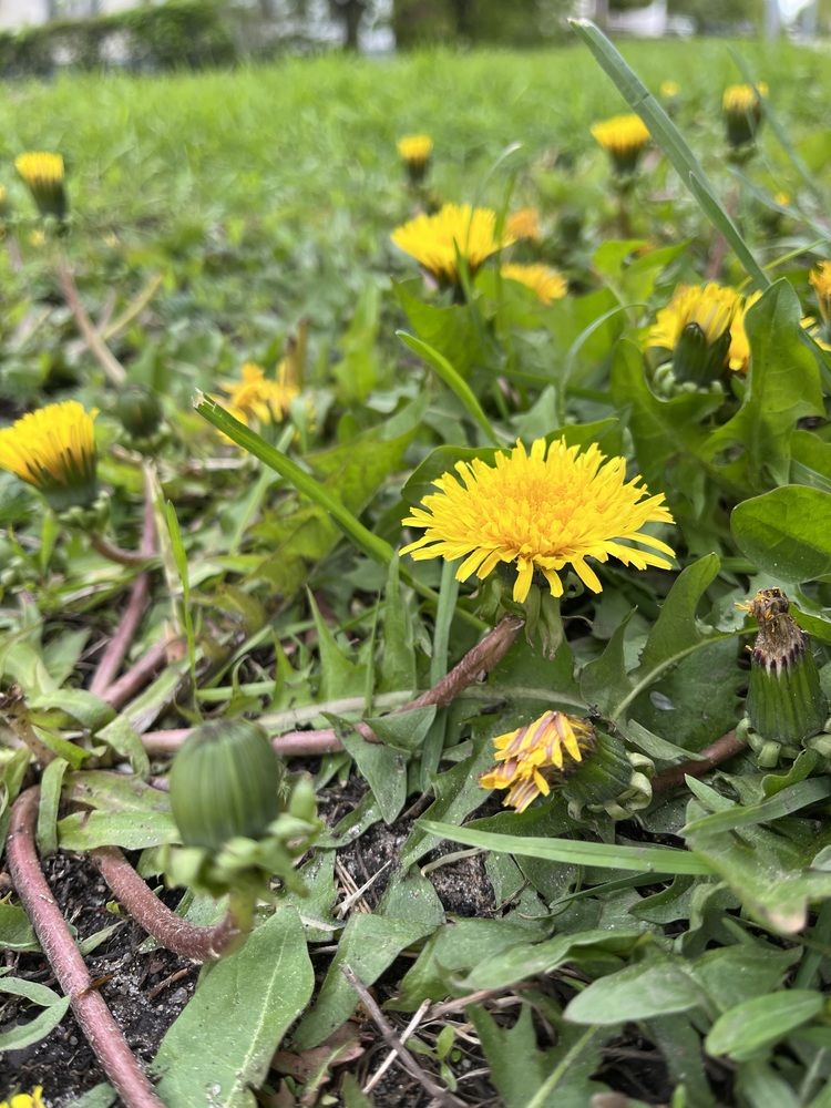 Фотография автора Светлана Милова