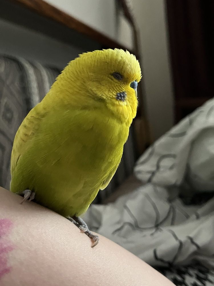 Фотография автора Светлана Милова