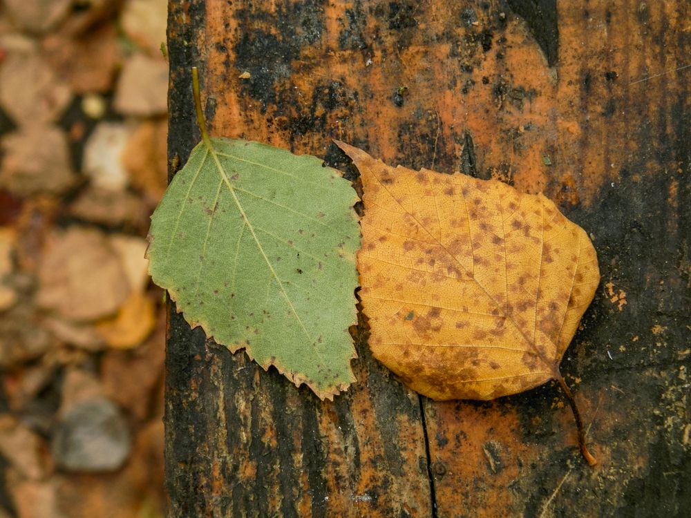 Photograph by Виктор Сёмушкин