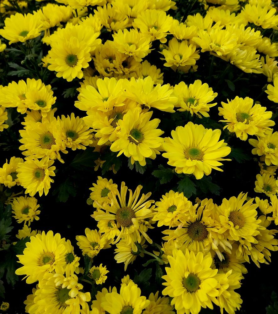 Photograph by Rahul Raman