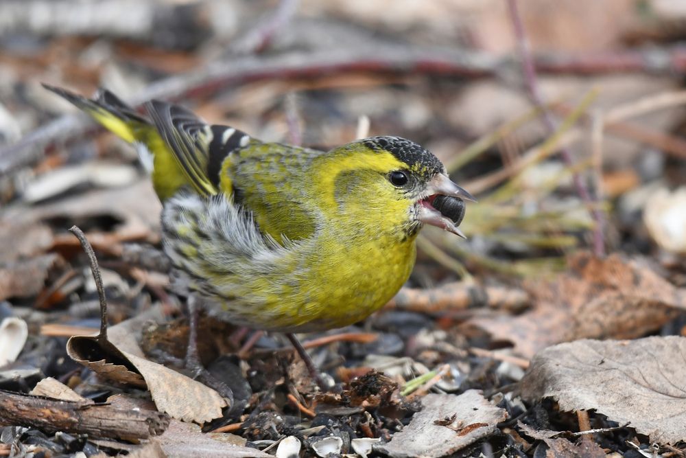 Выбери меня