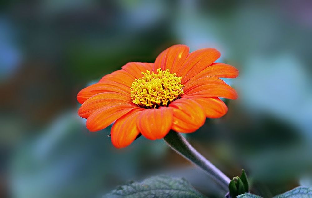 Мексиканский подсолнух Титония