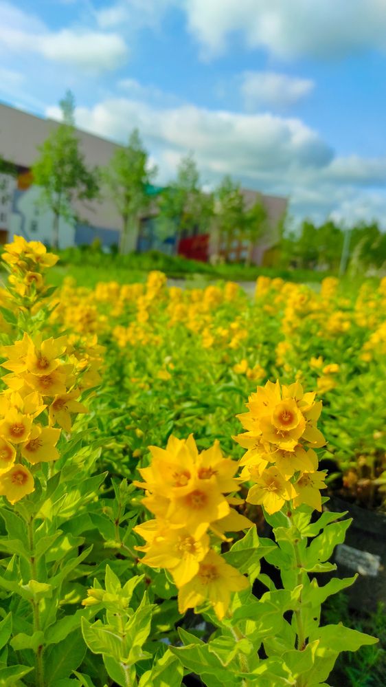 Фотография автора Марина Гусева