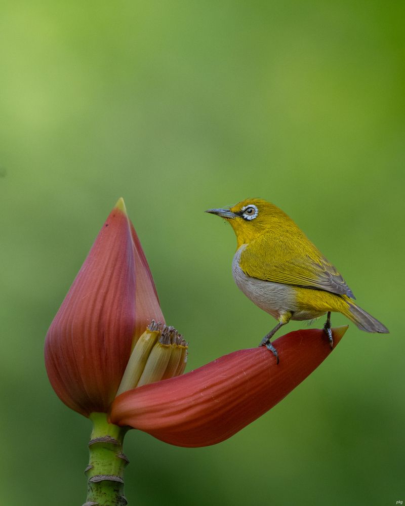 Photograph by Prabhat Ghosh