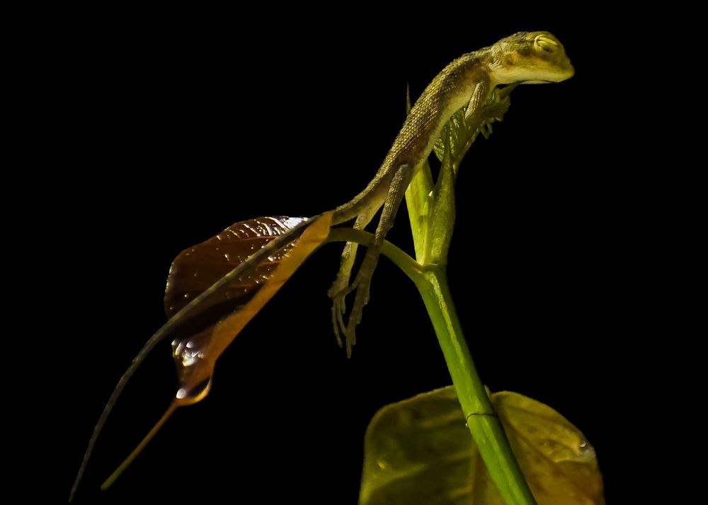 Photograph by Biplob Ghosh