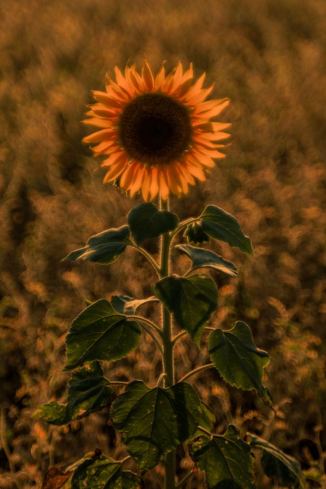 Photograph by Сергей Конюшенко
