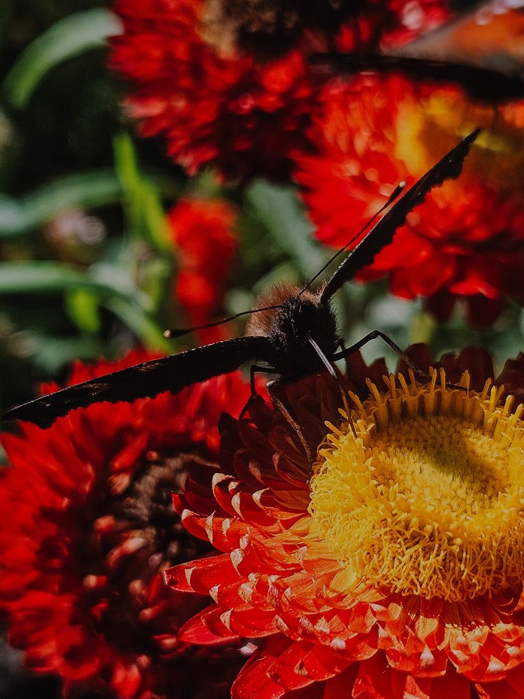 Фотография автора Кристина Альшанская