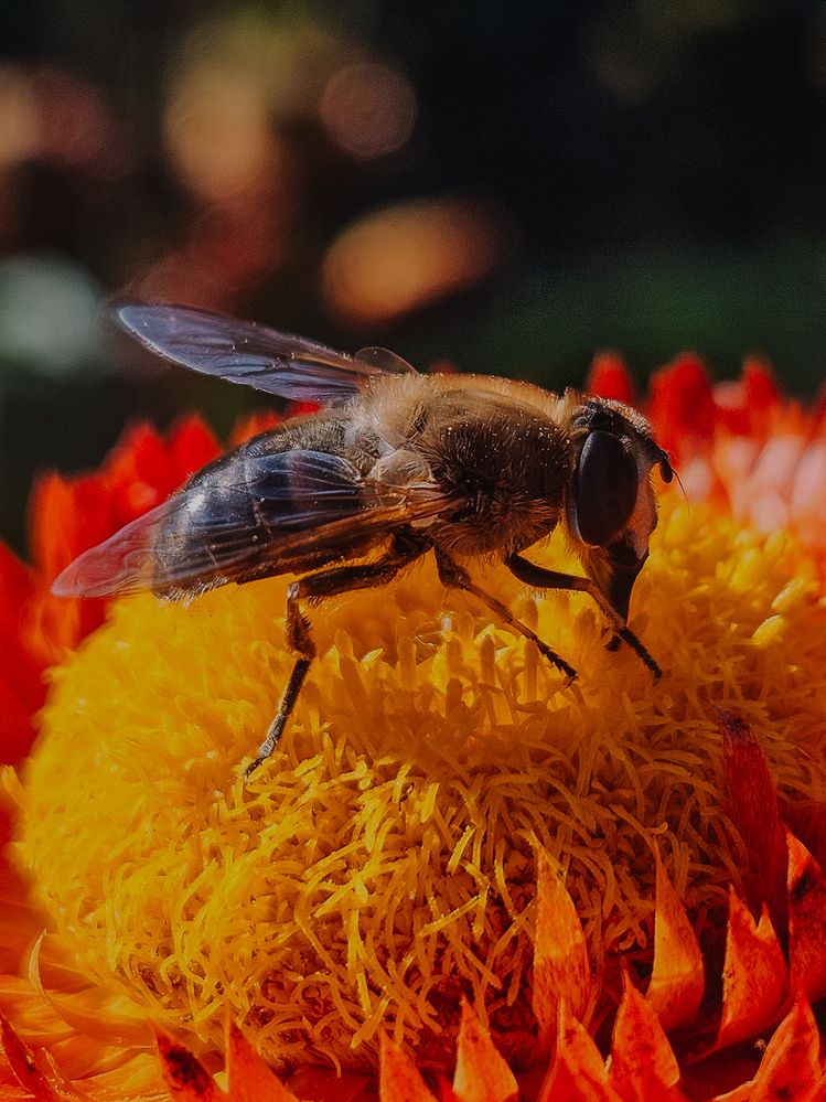 Фотография автора Кристина Альшанская