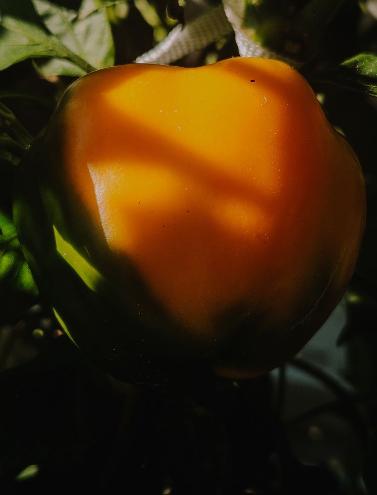 Photograph by Кристина Альшанская